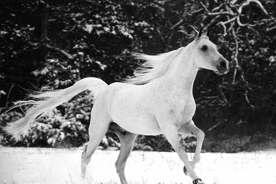 White Horse Running In Snow HD Desktop Wallpapers : High Definition ...