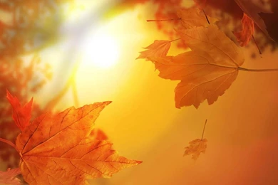 Vintage nature wallpaper 39669 hd wallpapers backgrounds ...