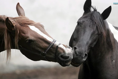 Snow Horses Wallpapers Animal Wallpapers