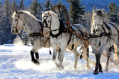 White Horses Running Through Snow ~ Trends Wallpapers