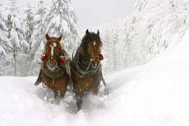 Animal Wallpapers: Horses In Snow