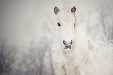 White Horses In Snow   Wallpaper.