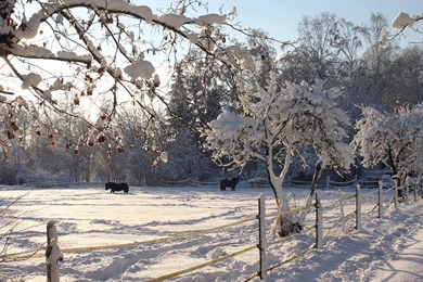 Download Wallpapers 1280x1024 Horses, Shelter, Snow, Winter ...