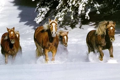 Horses In Snow Wallpapers   16519