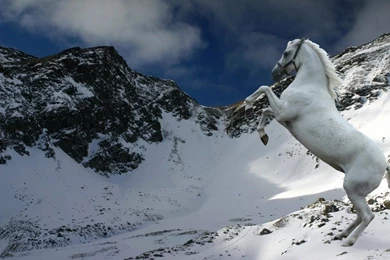 Wallpapers White Stallions Snowy Winter Landscape Snow Horse ...