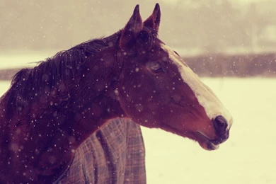 Download Wallpapers 3840x2400 Animals, Horses, Horse, Face, Snow ...