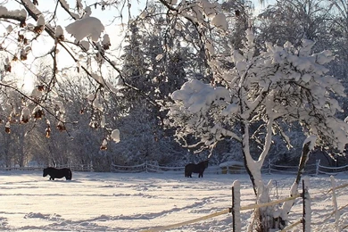 Download Wallpapers 3840x1200 Horses, Shelter, Snow, Winter Dual ...