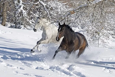 10 Photos Of Horses Dashing Through The Snow