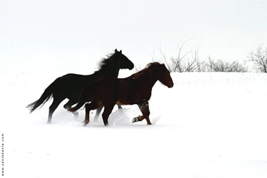 Dark Horse Wallpapers   Wallpapers Cave