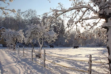Horses In The Snow Wallpapers