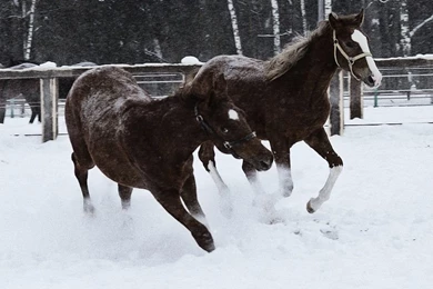 Horses: Snow Game Play Horses Winter Wallpapers Wide For HD 16:9 ...