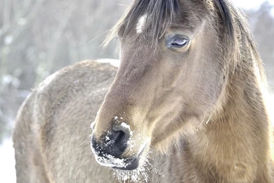 Wallpaper: Snow, Mane, Horse, Head Wallpapers