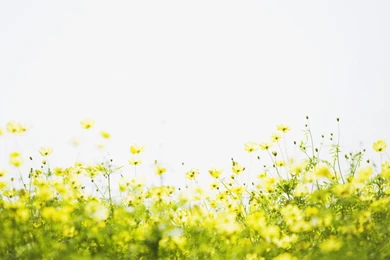 Free Wallpapers   Free Flower Wallpapers   Flowers Under Sky 03 ...