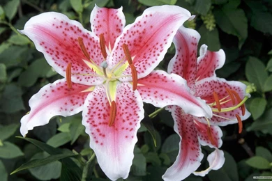 Free Wallpapers   Free Flower Wallpapers   Beautiful Flower ...