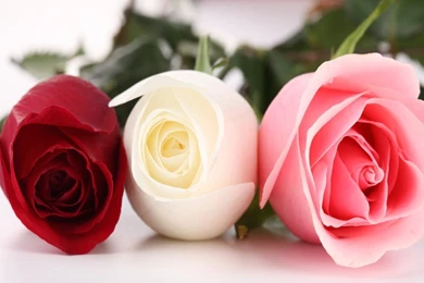 Red Flower Wallpaper Backgrounds