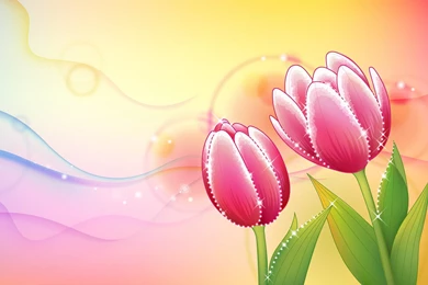 Flower Backgrounds   AmusingFun.com