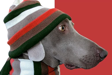 Desktop Wallpapers · Gallery · Animals · Dog Clothing