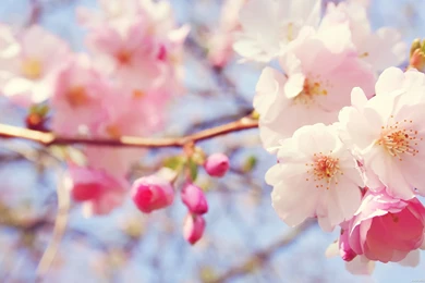 2560x1600px Blossom Flower Wallpapers Hd