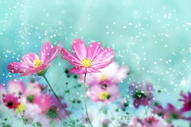 Flower Free Download And Wallpapers Download