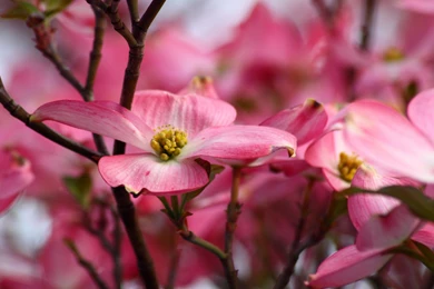 Pink Dogwood Flowers Hd Desktop Wallpapers High Definition [Your ...