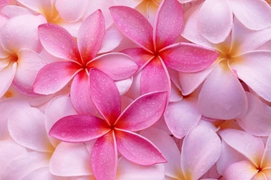 Pink_flowers_wallpaper_hd 1.jpg