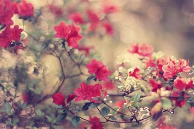 Nature Flowers Backgrounds 617   Flowers HD Desktop Wallpapers