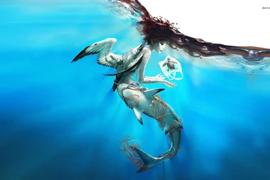 Mermaid, Shark, Bird And A Turtle Wallpapers   Digital Art ...