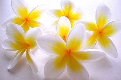 Free Flowers Wallpapers   Hemslojdsgoten