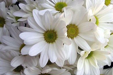 Flowers Wallpapers Archives   Page 7 Of 15   Free Desktop ...