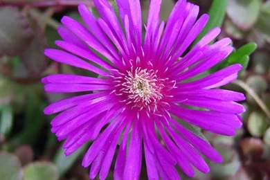 FREE Flower Wallpapers   Image