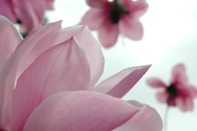 Flower Wallpapers Tumblr Hd Black And White Widescreen Download For ...