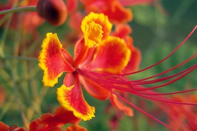 Gallery For   Latest Flower Wallpapers