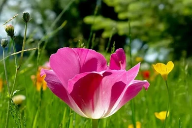 25 Free HD Flowers Archives   Free Desktop Wallpapers, Wallpapers ...