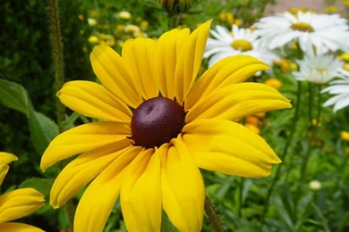 Beautiful Flowers Wallpapers Free Download   All Wallpapers New