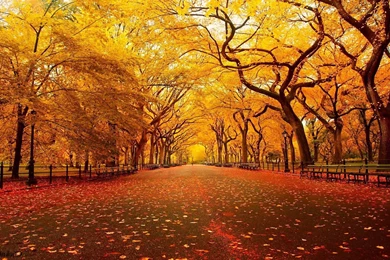 Cool Fall Backgrounds   Wallpapers Cave