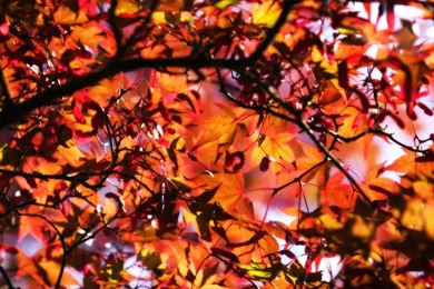 Best Collection Of Latest Wallpapers   Gethdpics.com