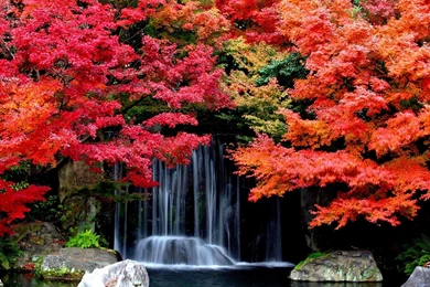 Cool Desktop Wallpapers With Colorful Autumn Forest