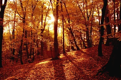 859 Fall HD Wallpapers