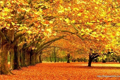 Fall Backgrounds Cool Wallpapers   46