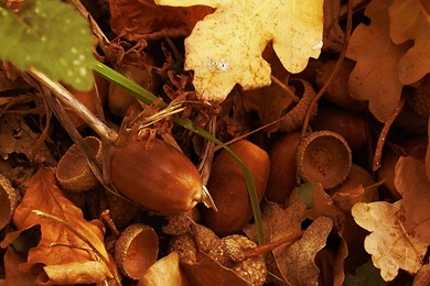 Free Fall Backgrounds   HD Wallpapers Pretty