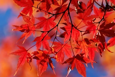 Red Autumn Leaf   Wallpaper.