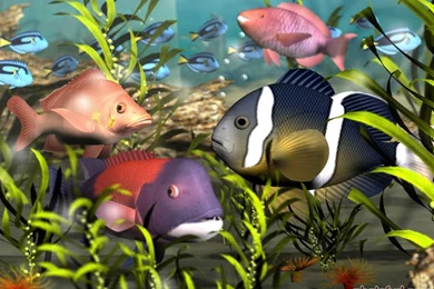 Wallpaper: Hd Wallpapers Fish