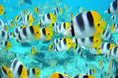 Desktop fishing background wallpaper.jpg