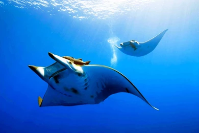 Deep Sea Free Wallpapers In HD