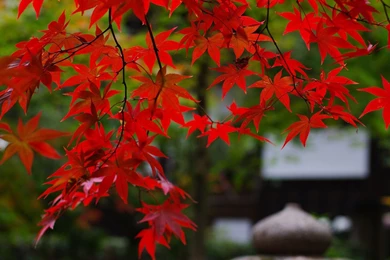 Red Fall Leaves Wallpapers Widescreen
