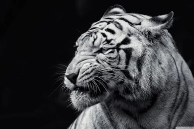 Tiger Black And White HD Desktop Wallpapers : High Definition ...
