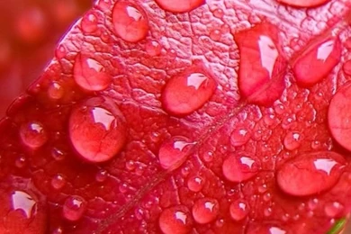 Water Bubbles On Pink Leaf Mobile Wallpapers   Mobiles Wall