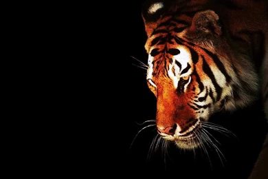 black and white picture of a tiger wallpapers desktop background