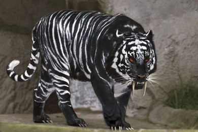 Black Tiger
