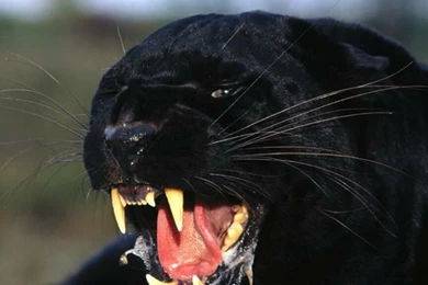 Hd HD Animal Wallpapers